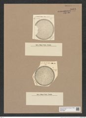 Stictodiscus sp. (de-Toni-Nr.: Genus 205) Zeichnungen Sammlung Grunow Nr. 9063 (NHMW-BOT-W0378809)